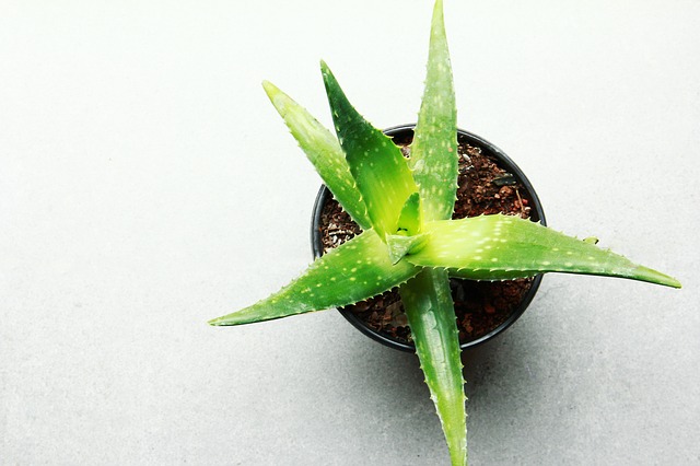 indoor plant
